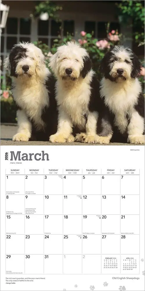 Bobtail / Old English Sheepdog Kalender 2026 - Image 3