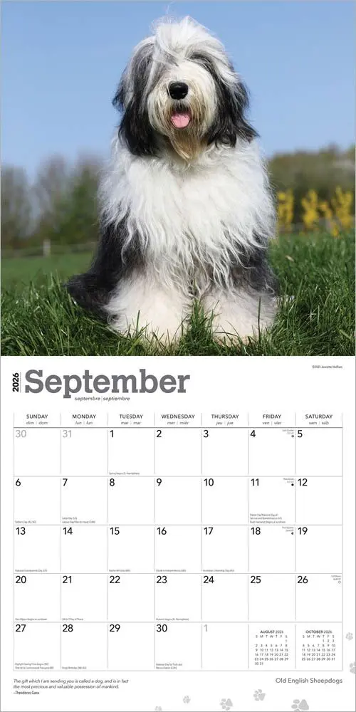 Bobtail / Old English Sheepdog Kalender 2026 - Image 4