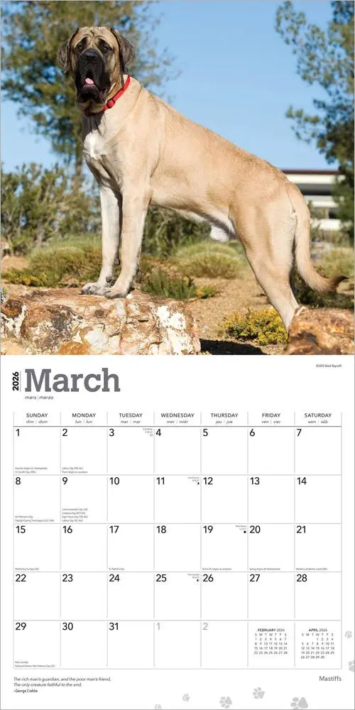 Engelse Mastiff Kalender 2026 - Image 3