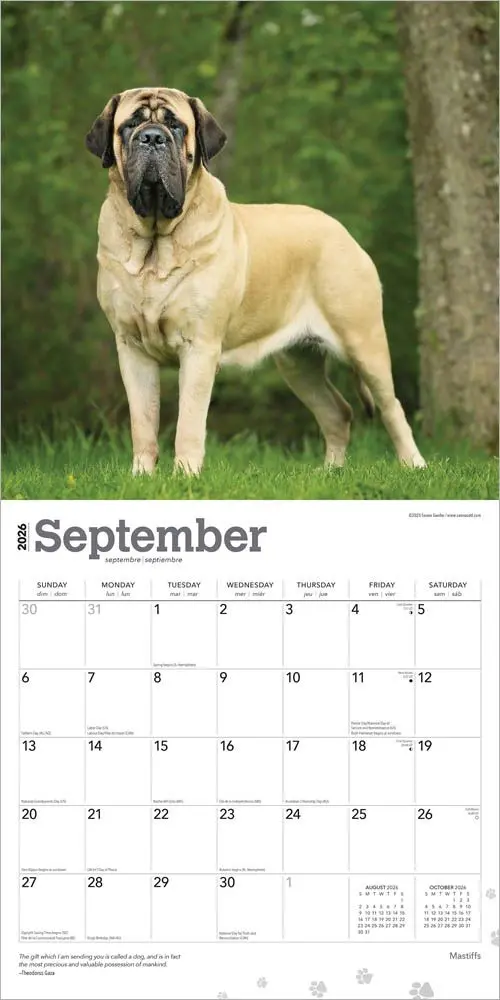 Engelse Mastiff Kalender 2026 - Image 4