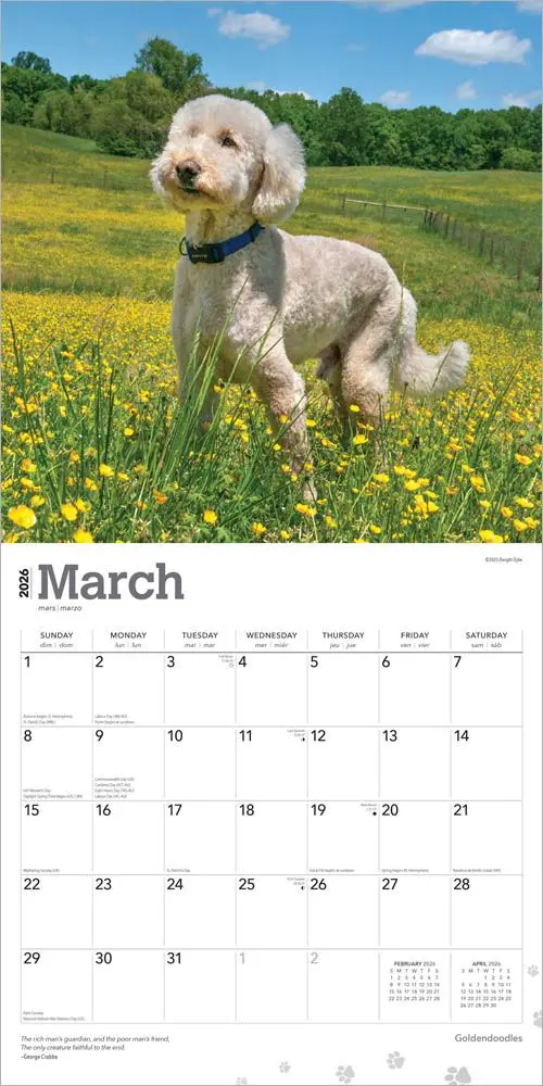 Goldendoodle Kalender 2026 - Image 3