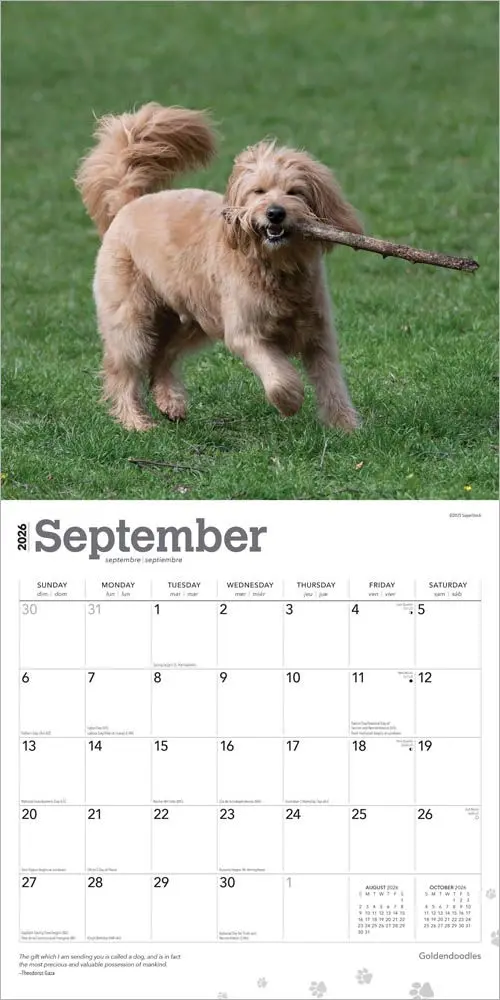 Goldendoodle Kalender 2026 - Image 4