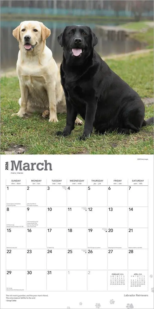 Labrador Retriever Mixed Kalender 2026 - Image 3
