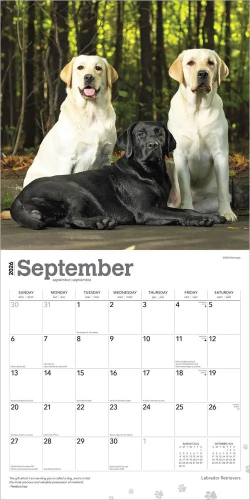 Labrador Retriever Mixed Kalender 2026 - Image 4
