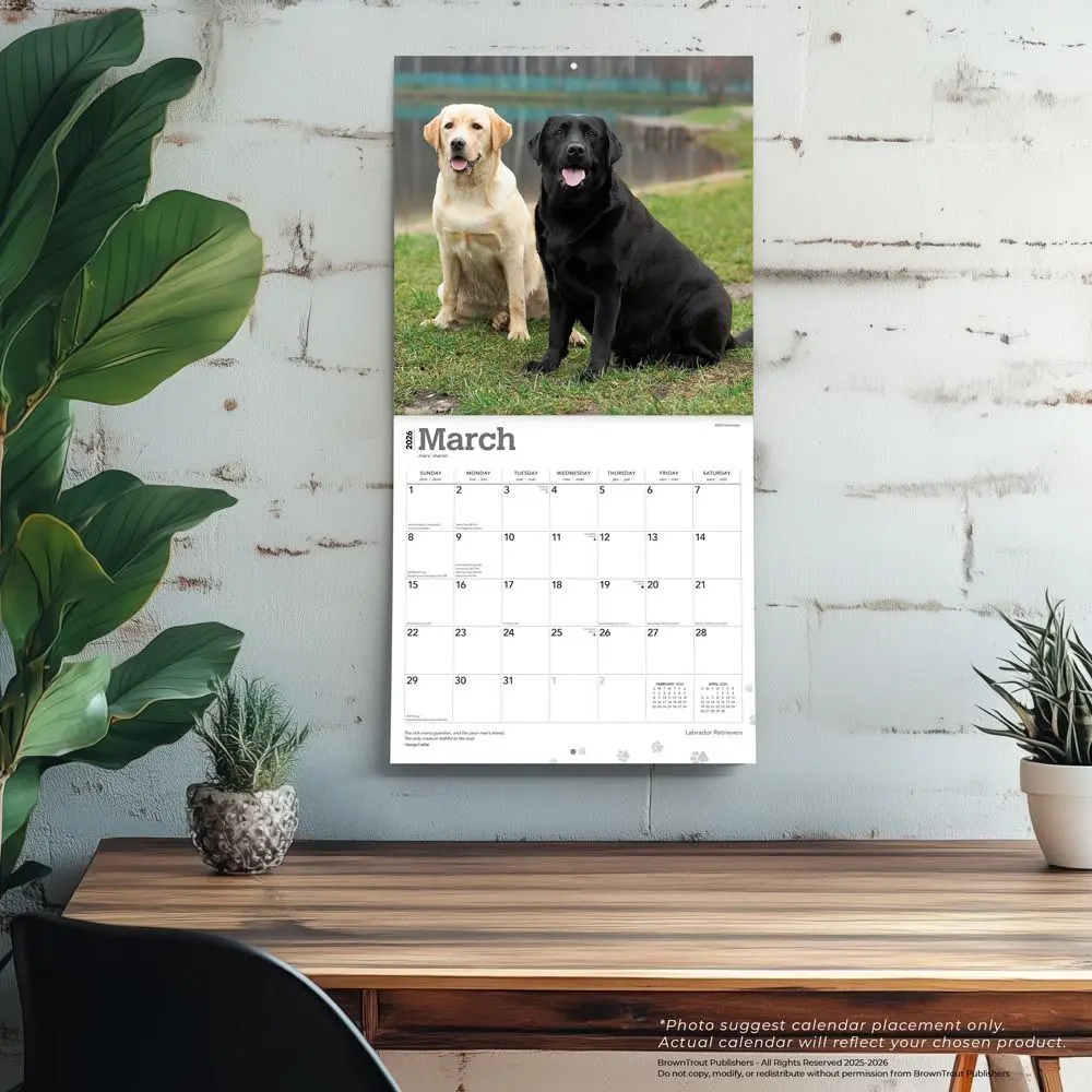 Labrador Retriever Mixed Kalender 2026 - Image 5