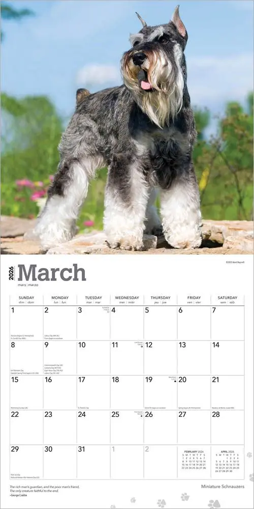 Miniatuur Schnauzer Kalender 2026 - Image 3