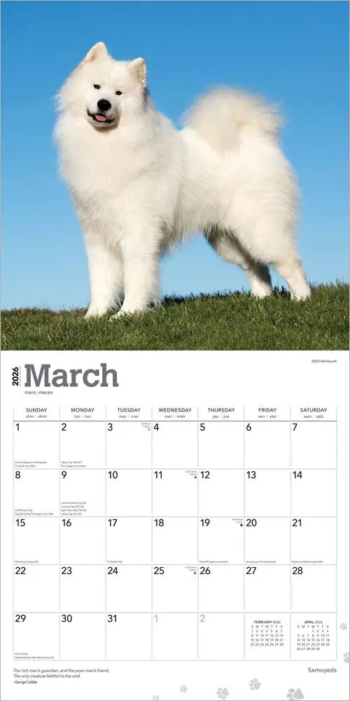 Samojeed Kalender 2026 - Image 3