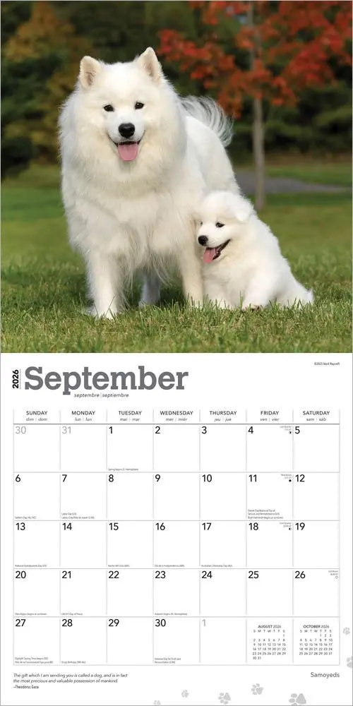 Samojeed Kalender 2026 - Image 4